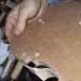 Extraction of the mould